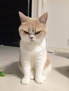 angry cat