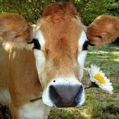 cute cow with flower
