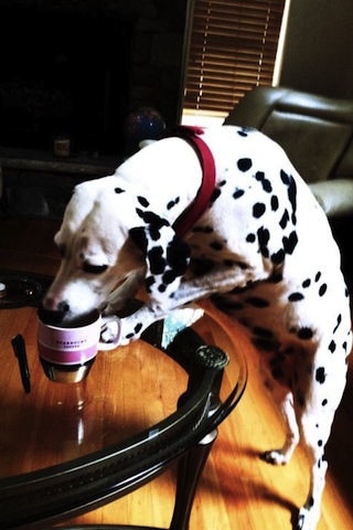 dalmatian drinking coffee