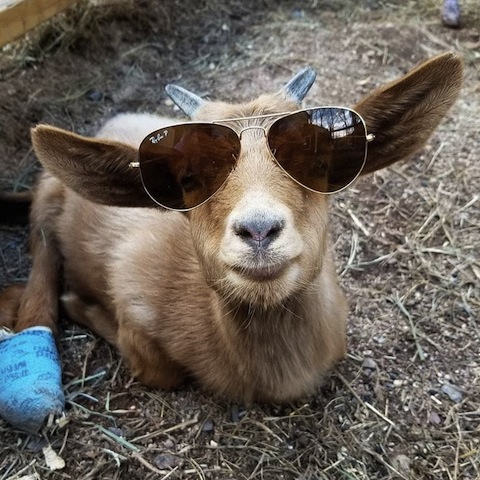 look goat.jpg