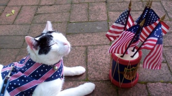 patriotic cat