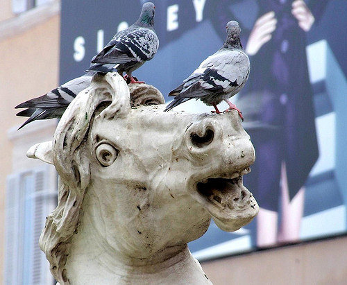 pigeons on statue