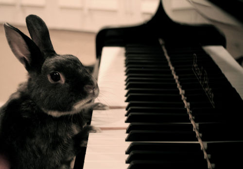 bunny on piano