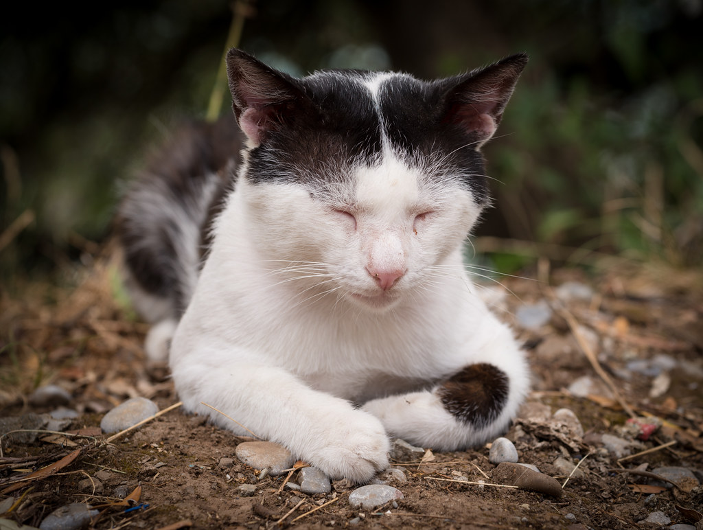 cute cat meditating.jpg