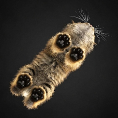 cute paws