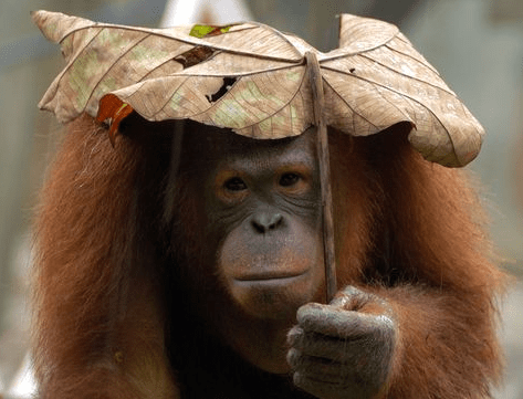 a makeshift umbrella
