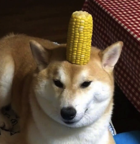 cornfused dog