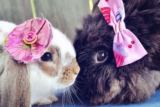 cute bunnies