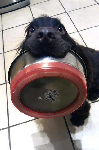 cute dog demanding food