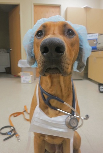 cute dogtor
