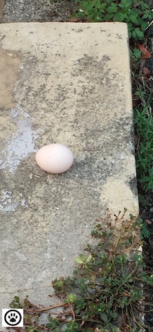 egg on curb
