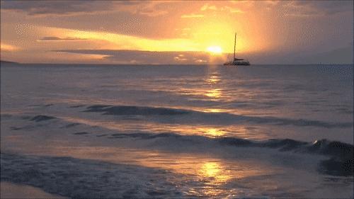 misguideddeliciousdoctorfish-size_restricted