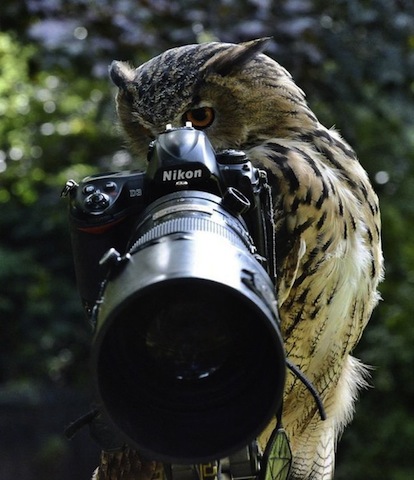 owl and camera.jpg