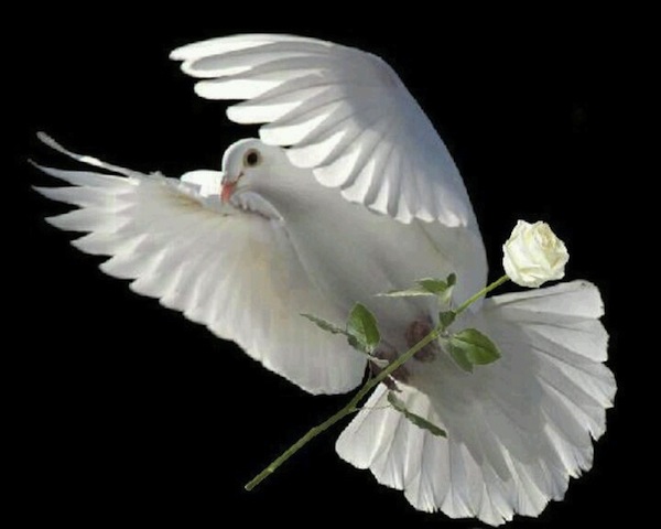white-dove-with-white-rose