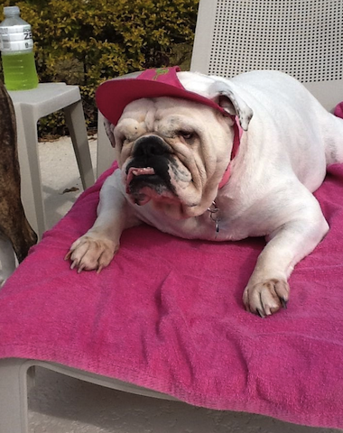 bulldog relaxing