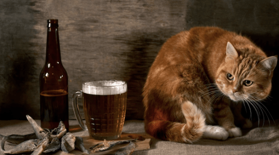 cute cat with beer