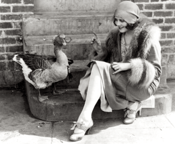 cute duck in glasses