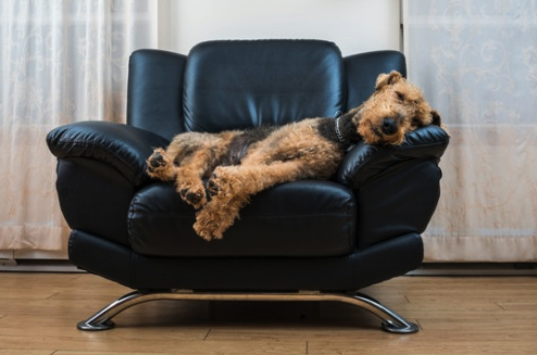 cute terrier relaxing.png