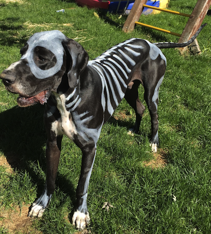 great dane ready for halloween