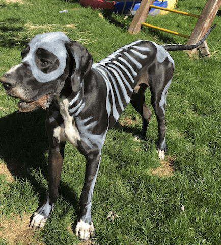great dane ready for halloween