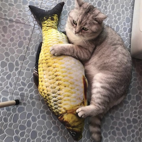 cat with toy fish