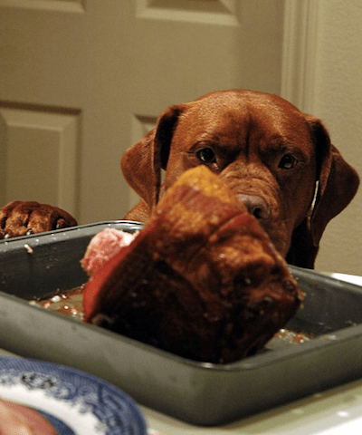 cute dog waiting for food