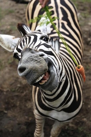 cute zebra