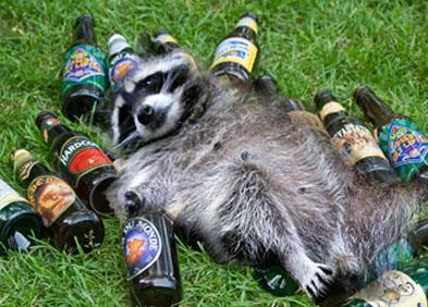 drunken raccoon