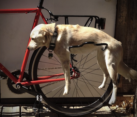 funny dog on bike.png
