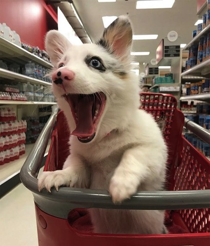 happy-dog-shopping