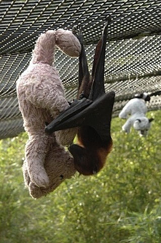 bat and teddy