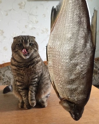 big-fish