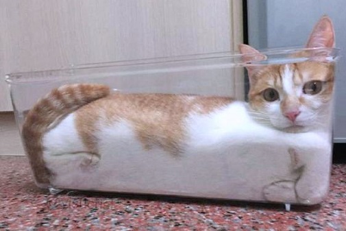 cat in glass container