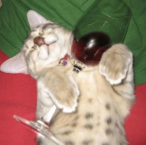 cat loves wine