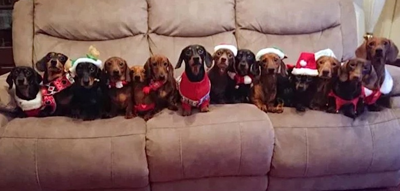 christmas sausages.png