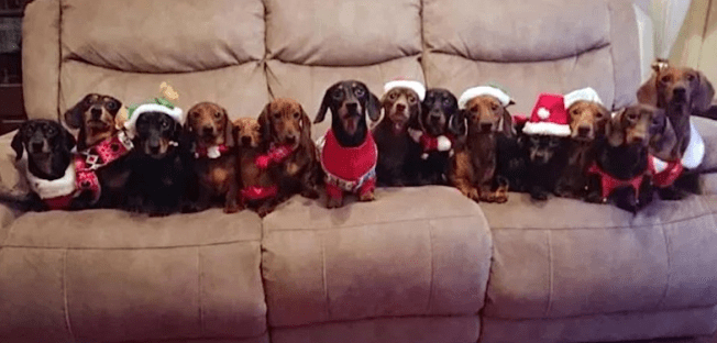 christmas sausages.png