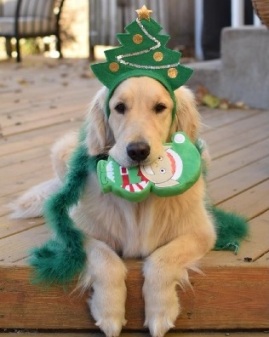 cute christmas doggie