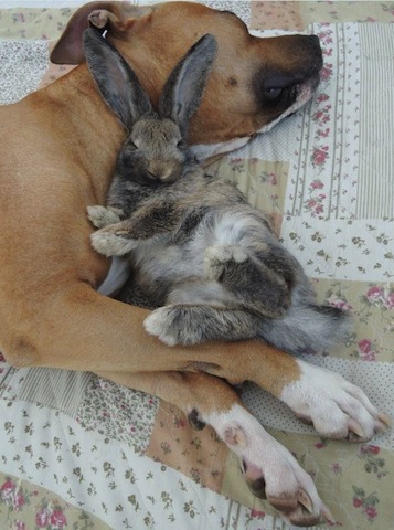 cute dog and bunny