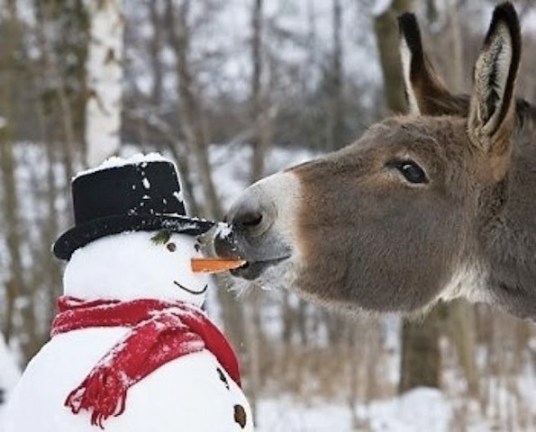 cute donkey with snowman