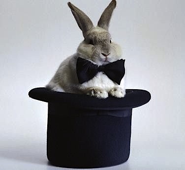 cute rabbit sittin on hat