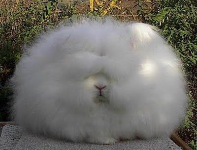 cloud or bunny