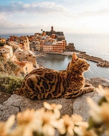 cute cat enjoying nature