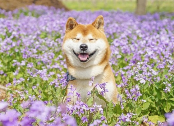 cute dog in field