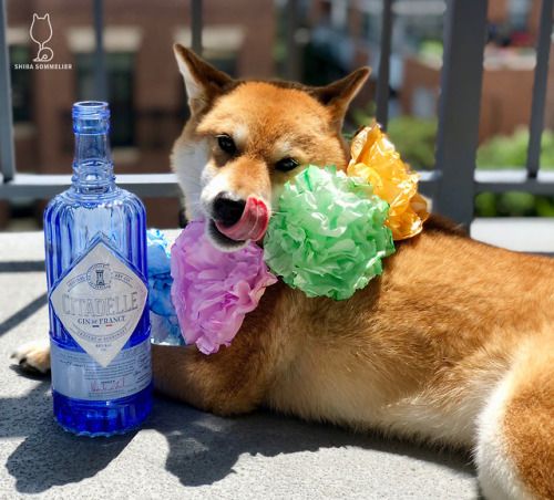 cute dog with gin bottle