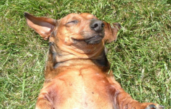 cute doggie sunbathing
