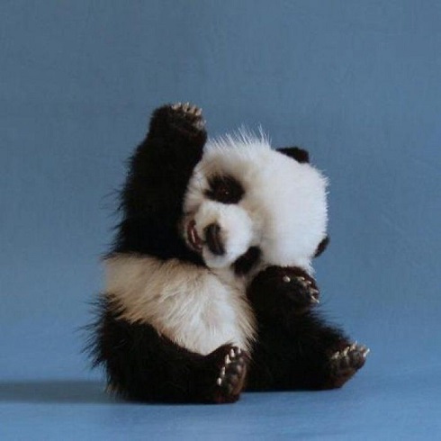 cutest panda