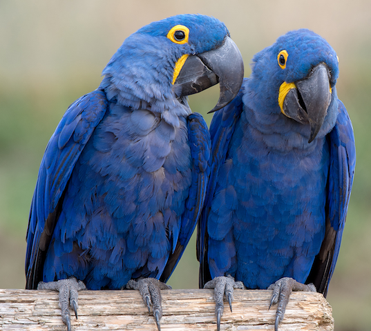 blue macaws