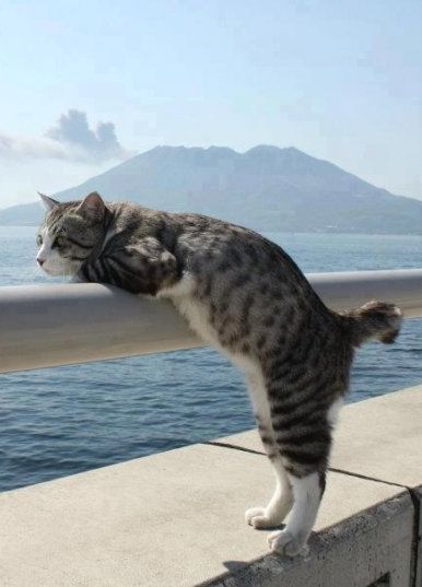 cute cat by the sea
