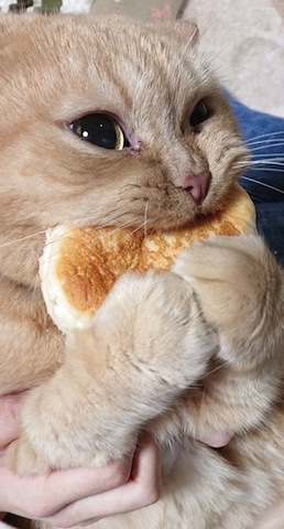 cute cat eating
