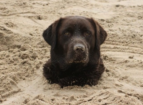 cute dog buried in sand